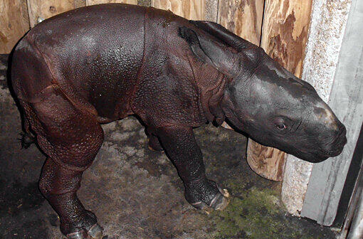 Der jüngste Todesfall im Tierpark Hellabrunn: Dieses Nashornbaby erlitt in der Nacht auf Dienstag einen Herzstillstand. Seine Art ist vom Aussterben bedroht.
