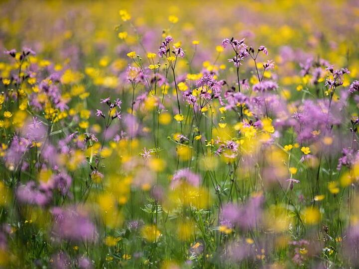 Blumen blühen auf einer Wiese. Foto: Sven Hoppe/Archivbild