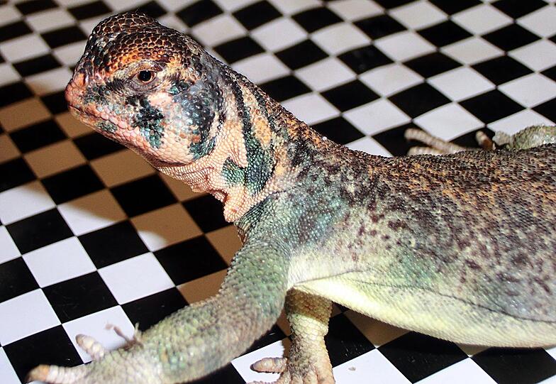 Eine Dornschwanzagame aufgenommen im Hauptzollamt München. Insgesamt 49 lebende Reptilien hat sich ein 28-Jähriger verbotenerweise aus dem Sultanat Oman mitgebracht - zum Essen, wie er beim Zoll des Münchner Flughafens behauptete.