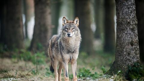 Auch in Deutschland könnten Wölfe bald leichter abgeschossen werden. (Archivbild)