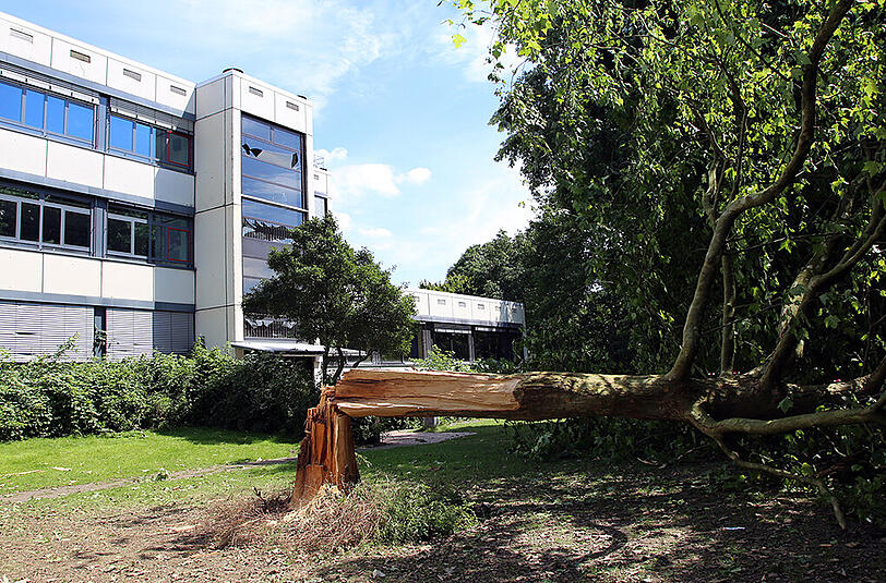 Der Baum wurde durch die Detonation abgerissen, im Hintergrund sieht man geborstene Fensterscheiben am Schulgebäude.