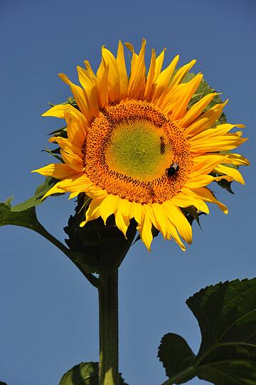 ... deren Heimat in Nordamerika liegt. Ein Kranz von gelben Zungenblüten umgibt das ...