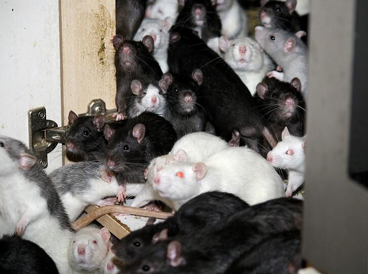 200 Ratten sind noch immer in der Wohnung.