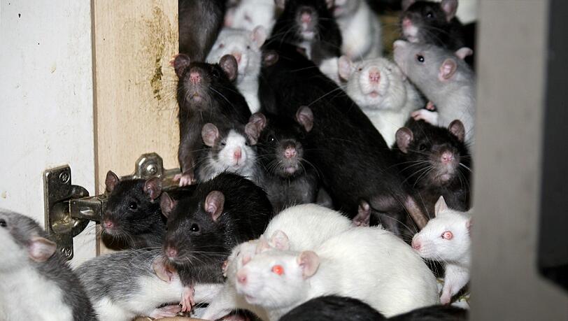 200 Ratten sind noch immer in der Wohnung. 200 Ratten sind noch immer in der Wohnung.