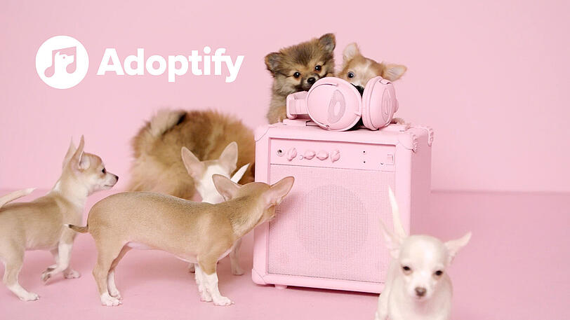 Diese süßen Hundewelpen wurden bereits vermittelt.