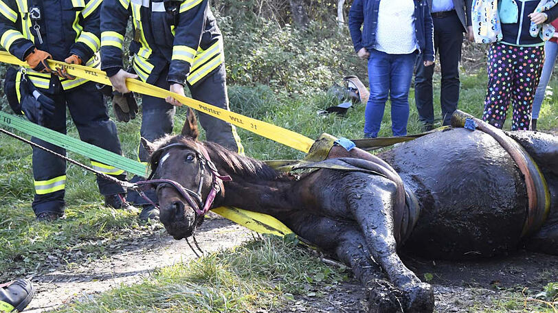 Die Feuerwehr zieht "Rio" mit vereinten Kräften aus dem Bachlauf. Die Bilder der Rettungsaktion.
