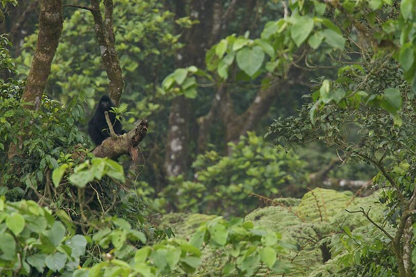 In Äquatorialguinea gibt es viel unberührte Natur - wahrscheinlich, weil niemand ins Land darf. Foto: imago/Nature Picture Library