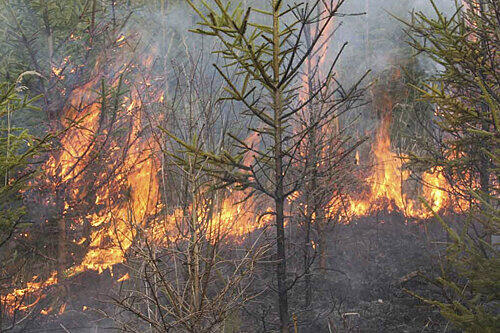 Schnell kann eine weggeworfene Zigarettenkippe einen Waldbrand auslösen.