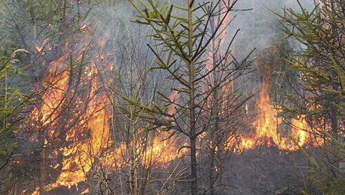 Schnell kann eine weggeworfene Zigarettenkippe einen Waldbrand auslösen. Schnell kann eine weggeworfene Zigarettenkippe einen Waldbrand auslösen.
