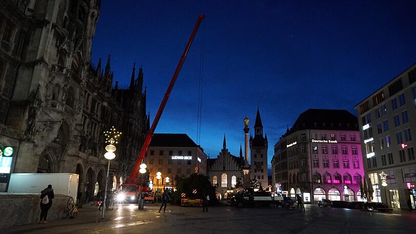24 Meter hoch ist die Fichte übrigens. Um einen solchen Baum aufzustellen, braucht es auch einen entsprechenden Kran...