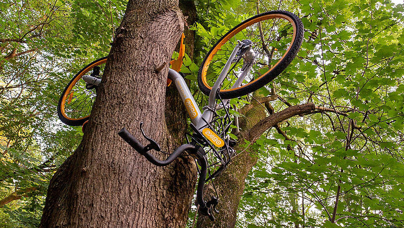 Ein Unbekannter hat ein Rad des Verleihunternehmens "Obike" in einem kleinen Park in die Gabelung eines alten Baumes gesteckt.