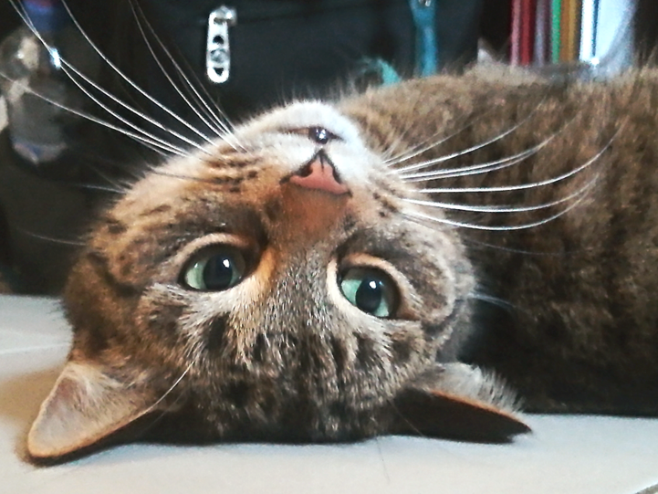Tigger