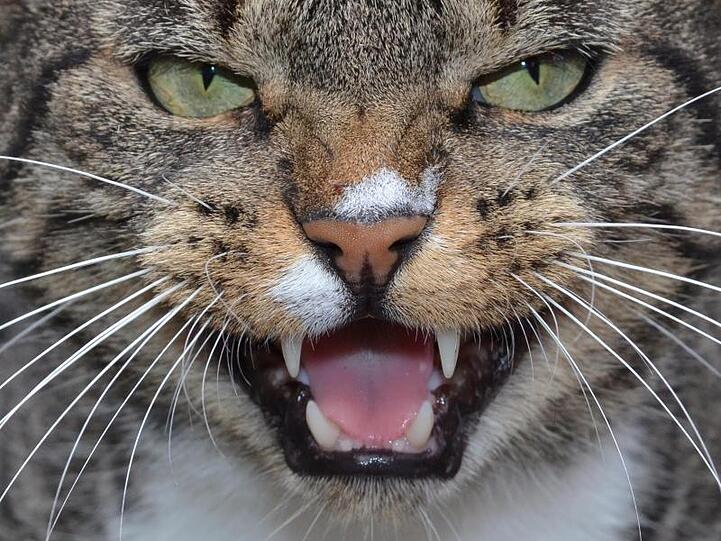 Eine fauchende Katze. Foto: Stefan Sauer/dpa-Zentralbild/dpa/Archivbild