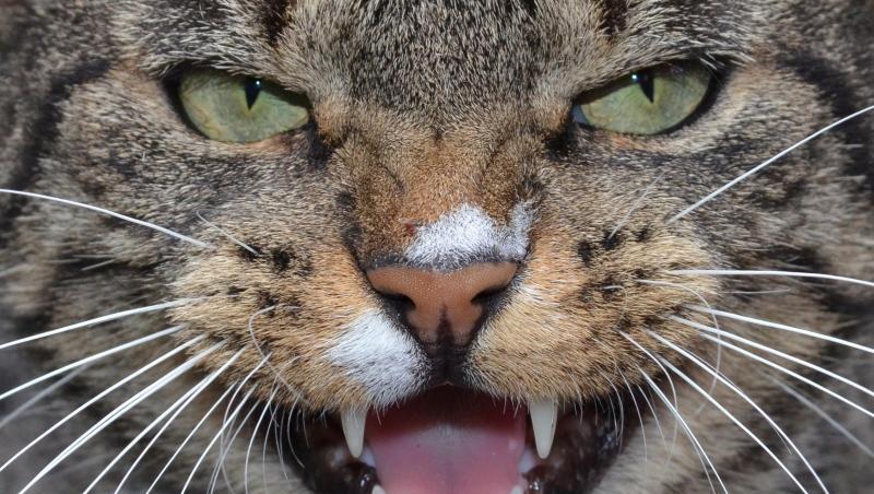 Eine fauchende Katze. Foto: Stefan Sauer/dpa-Zentralbild/dpa/Archivbild Eine fauchende Katze. Foto: Stefan Sauer/dpa-Zentralbild/dpa/Archivbild