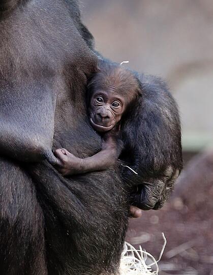 Gorilla-Mama Bagira beschützt den Kleinen so fürsorglich, dass das Geschlecht immer noch nicht festgestellt werden konnte.