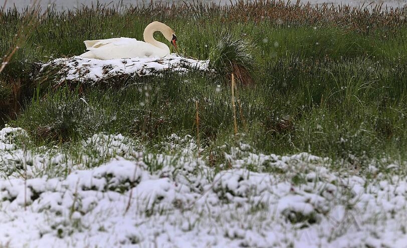 In Ruderatshofen brütet ein Schwan im Schnee