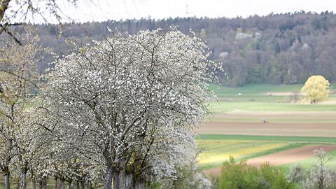 Kirschblüte in der Fränkischen Schweiz bei Kirchehrenbach, Landkreis Forchheim.