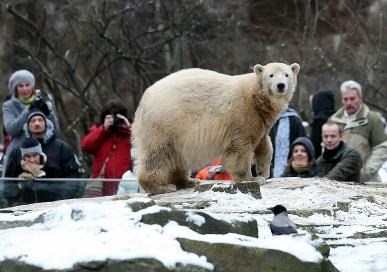 Eisbär Knut trieb leblos im Wasser seines Geheges.