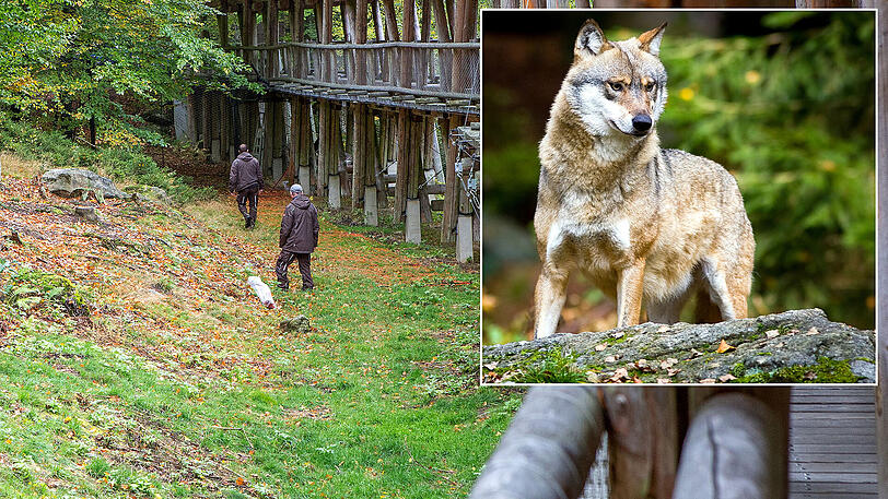Mitarbeiter kontrollieren bei Ludwigsthal im Nationalpark Bayerischer Wald die Umzäunung eines Geheges. (Archivbild)
