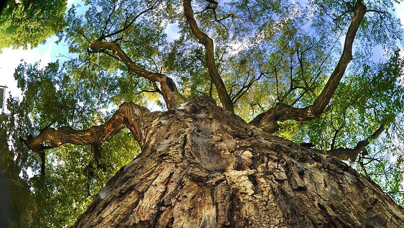 Die Röthlinde, benannt nach dem Landschaftsmaler Philipp Röth, ist mehr als 300 Jahre alt und gilt als Münchens ältester Baum. Zu finden ist sie an der Nederlinger Straße nahe dem Westfriedhof. Die Röthlinde, benannt nach dem Landschaftsmaler Philipp Röth, ist mehr als 300 Jahre alt und gilt als Münchens ältester Baum. Zu finden ist sie an der Nederlinger Straße nahe dem Westfriedhof.