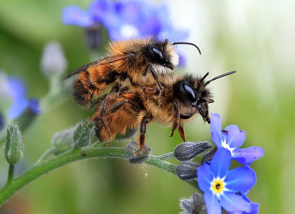 Frühlingsgefühle in der Tierwelt: Zwei Gehörnte Mauerbienen paaren sich auf einer Vergissmeinnicht-Pflanze.