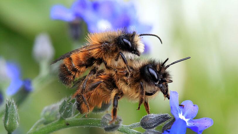 Frühlingsgefühle in der Tierwelt: Zwei Gehörnte Mauerbienen paaren sich auf einer Vergissmeinnicht-Pflanze.