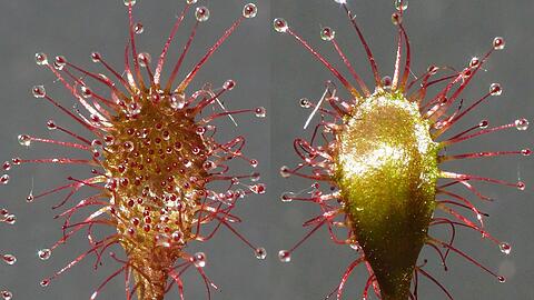 Neue Pflanzen werden den Experten zufolge &uuml;beraus selten in Mitteleuropa, Deutschland und Bayern entdeckt. (Handout)