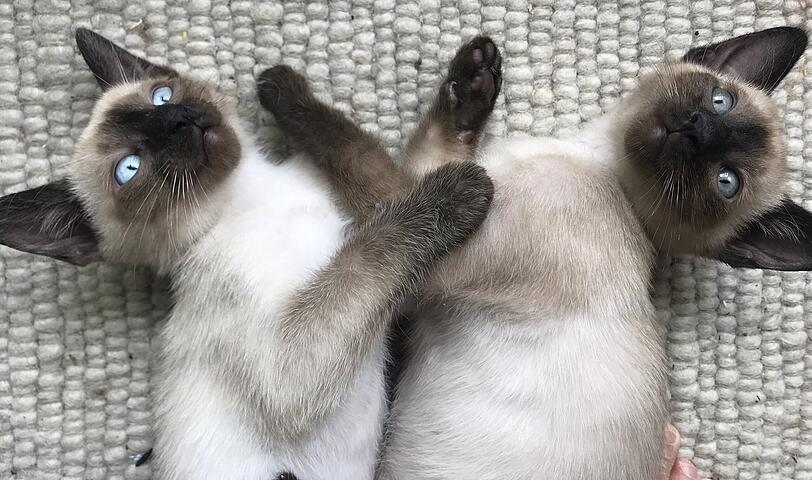 Ella und Chilli
