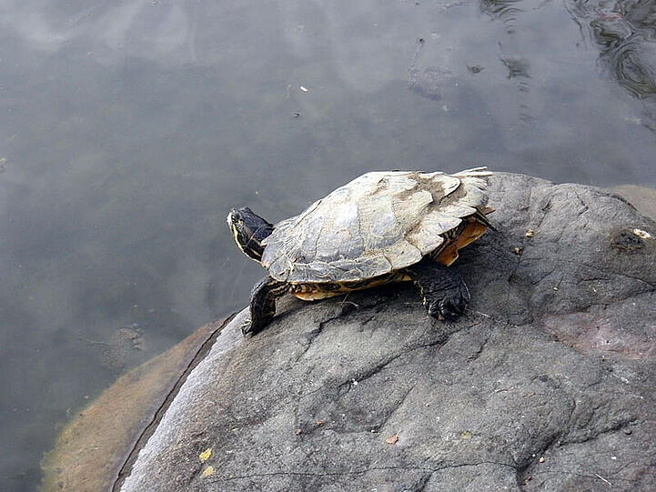 Die Schildkröten gehören zu den Attraktionen des Westparks.