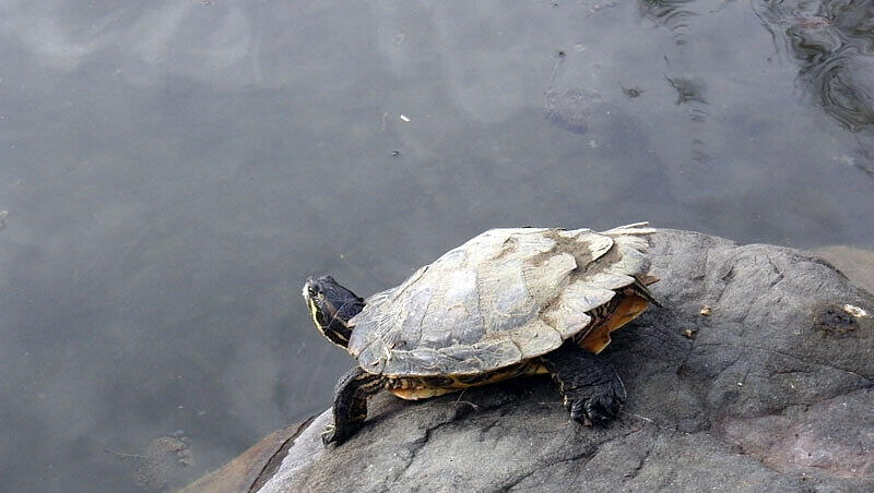 Die Schildkröten gehören zu den Attraktionen des Westparks. Die Schildkröten gehören zu den Attraktionen des Westparks.