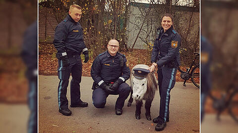 Ein kleines Pony hat die Beamten der Polizeiinspektion Bogenhausen am Mittwoch beschäftigt: Es war nahe der Trabrennbahn ausgerissen und musste wieder eingefangen werden.