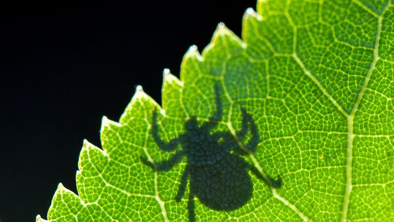 Die Krankheit Lyme-Borreliose wird durch Zecken auf den Menschen übertragen. (Symbolbild)