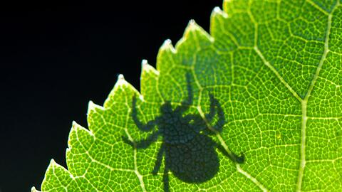 Die Krankheit Lyme-Borreliose wird durch Zecken auf den Menschen übertragen. (Symbolbild)