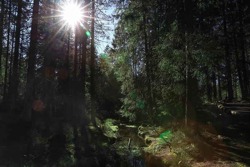Dazu tragen verschiedene Elemente der Waldatmosphäre bei, wie zum Beispiel Terpene: chemische Verbindungen, die häufig als angenehme Düfte in der Luft wahrgenommen werden - zumindest vom Menschen. Bäume senden diese Botenstoffe aus, um sich vor Schädlingen zu schützen. Für den Menschen sind sie eine Wohltat. Dazu tragen verschiedene Elemente der Waldatmosphäre bei, wie zum Beispiel Terpene: chemische Verbindungen, die häufig als angenehme Düfte in der Luft wahrgenommen werden - zumindest vom Menschen. Bäume senden diese Botenstoffe aus, um sich vor Schädlingen zu schützen. Für den Menschen sind sie eine Wohltat.