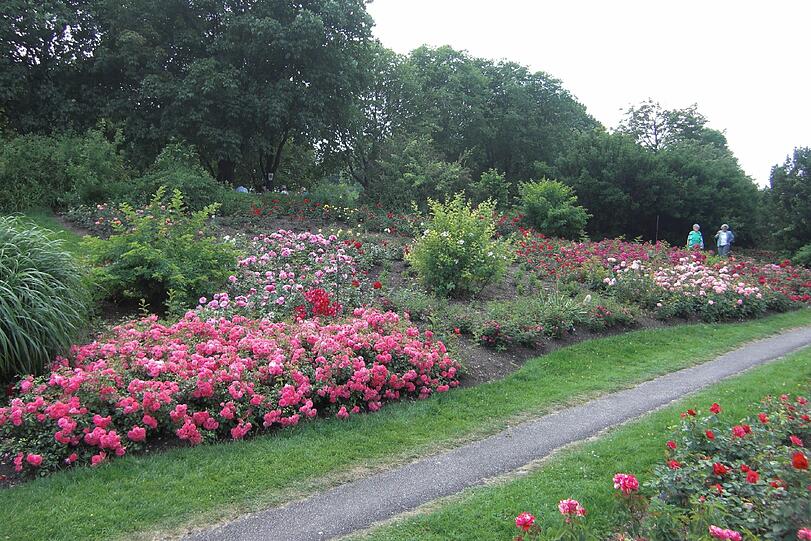 Der Rosenhügel im Westpark ist immer wieder einen Besuch wert.