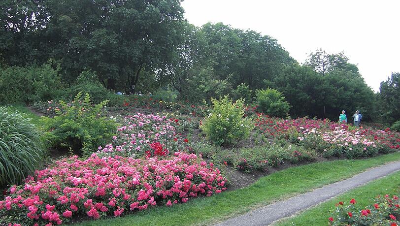 Der Rosenhügel im Westpark ist immer wieder einen Besuch wert. Der Rosenhügel im Westpark ist immer wieder einen Besuch wert.