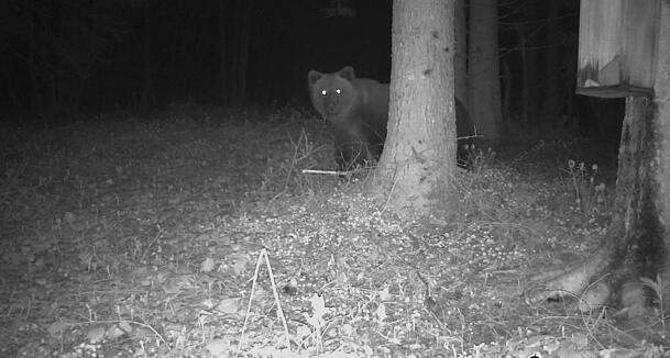 Im östlichen Landkreis Traunstein: Eine Wildtierkamera hat ein Bild des Bären aufgenommen. Im östlichen Landkreis Traunstein: Eine Wildtierkamera hat ein Bild des Bären aufgenommen.