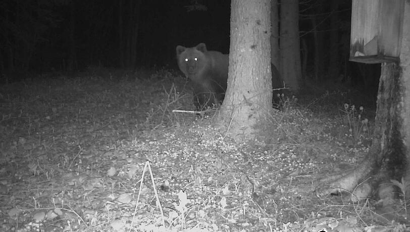 Im östlichen Landkreis Traunstein: Eine Wildtierkamera hat ein Bild des Bären aufgenommen.