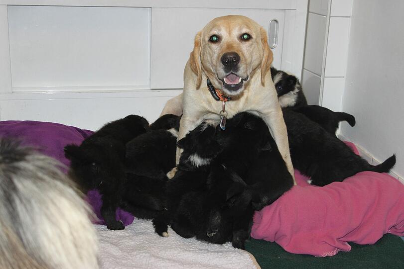 27 Hunde gerettet. Die Bilder zum Durchklicken.