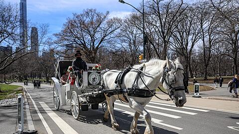 Die Kutschen rollen seit rund 150 Jahren durch den Central Park. (Archivbild)