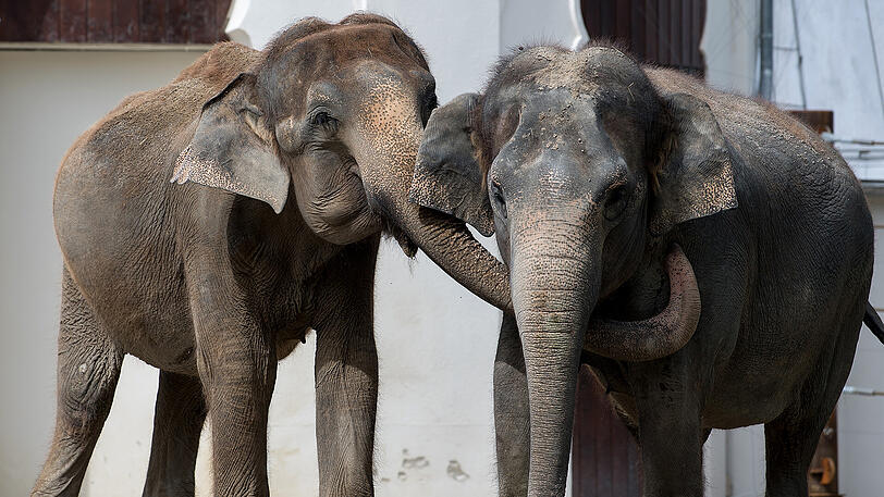 Die 51-jährige Elefantenseniorin Steffi (l.) gemeinsam mit Elefanten Kuh Mangala im Tierpark Hellabrunn.