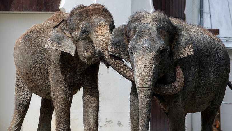 Die 51-jährige Elefantenseniorin Steffi (l.) gemeinsam mit Elefanten Kuh Mangala im Tierpark Hellabrunn. Die 51-jährige Elefantenseniorin Steffi (l.) gemeinsam mit Elefanten Kuh Mangala im Tierpark Hellabrunn.