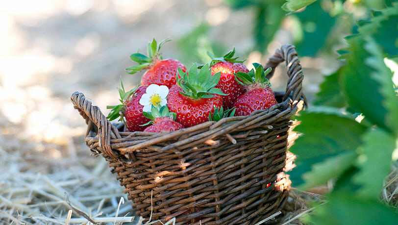 Frische Erdbeeren kann man in und um München an vielen Feldern selbst pflücken. (Archivbild)