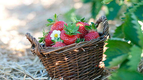 Frische Erdbeeren kann man in und um München an vielen Feldern selbst pflücken. (Archivbild)