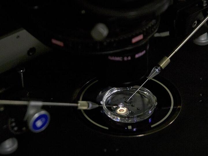 Ein Embryo erhält eine kleine Dosis Cas9-Protein und PCSK9 sgRNA in einem Spermieninjektionsmikroskop.