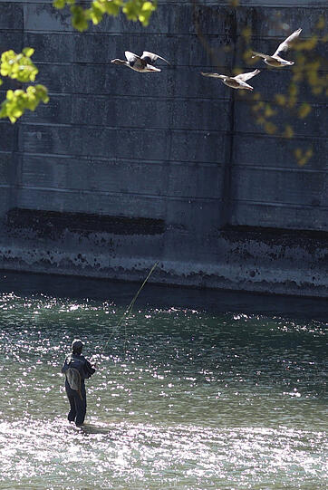 Die Isar glitzert, der Fliegenfischer angelt und hoch über ihm fliegen zwei Gänse - Idylle pur!