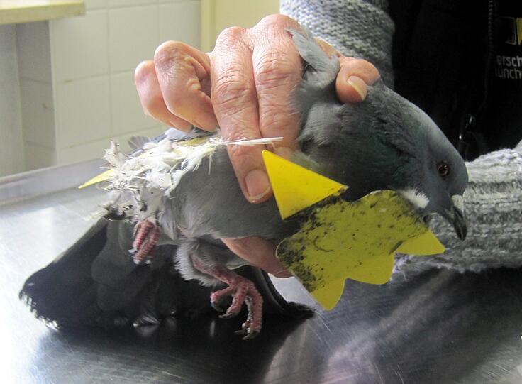 Die Taube wurde mit Pattex-Kleber und Gelbstickern (zur Bekämpfung von Schädlingen an Topfpflanzen) malträtiert.