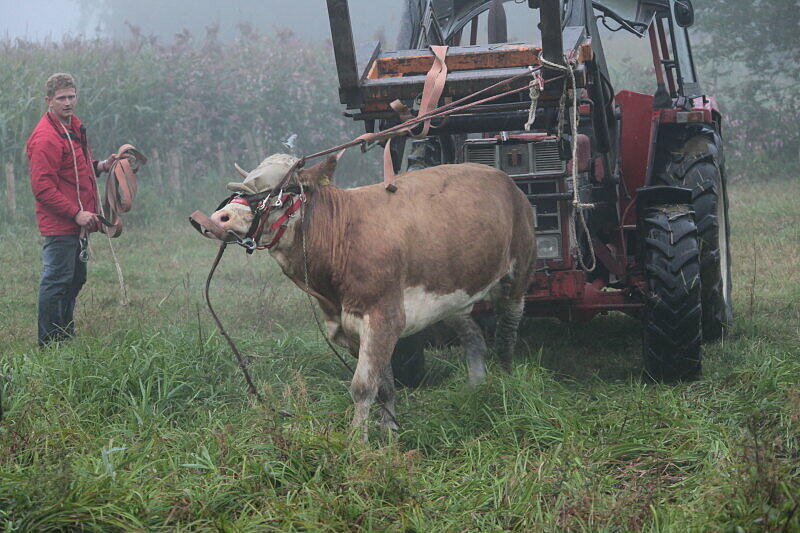 Die Tierschützer reagieren prompt: Sie binden Yvonne an einen Traktor fest. Doch...