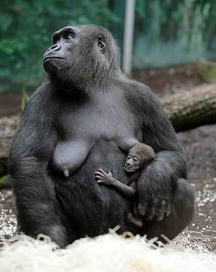 Das ist das Gorilla-Baby Nafi, das im Februar 2013 das Licht der Welt erblickte. Aus dem Monat stammen auch diese Bilder.