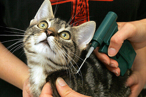 Einer Katze wird mit einer Kanüle ein Chip unter der Haupt eingepflanzt. Für das Tier, das danach einwandfrei identifiziert werden kann, ist der Eingriff unproblematisch.